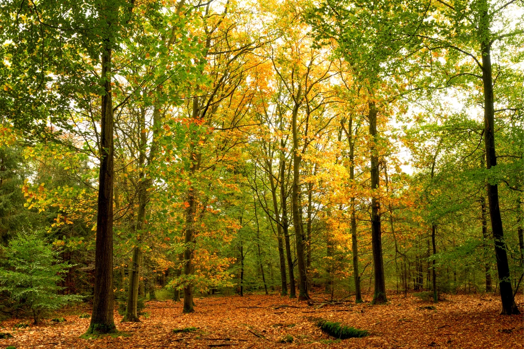 our-memorable-achievements